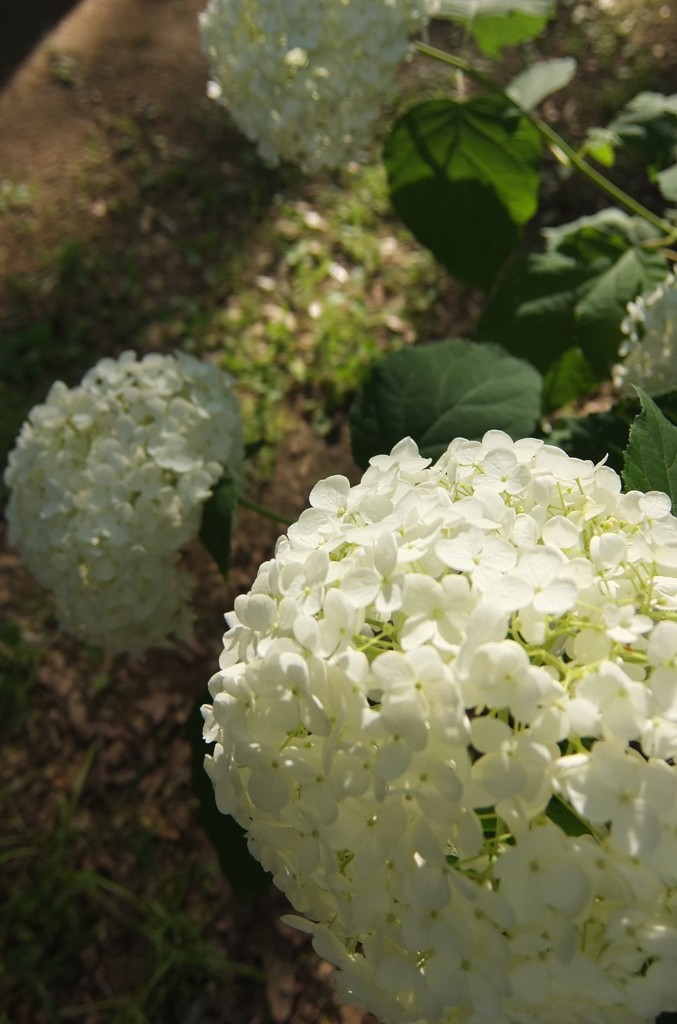 2014/06/15_伊奈アジサイ園