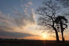 2014/02/23_夕暮れの木