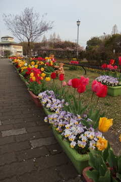 2016/04/09_花の丘農林公苑のチューリップ