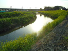 2017/04/16_元荒川の菜の花