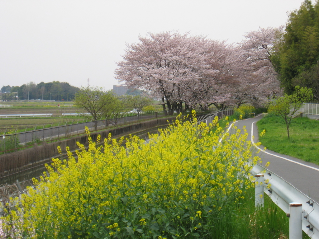 2016/04/10_見沼代用水の桜と菜の花