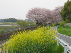 2016/04/10_見沼代用水の桜と菜の花