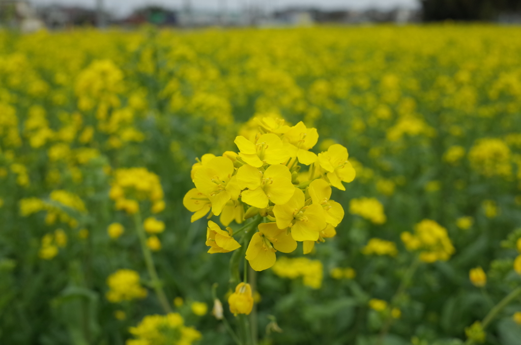 2015/03/29_菜の花