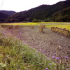 2018/10/14_下里の薊と稲架掛け