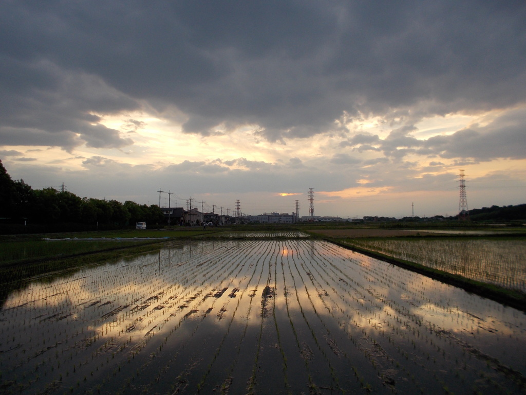 2017/06/10_水田の夕暮れ