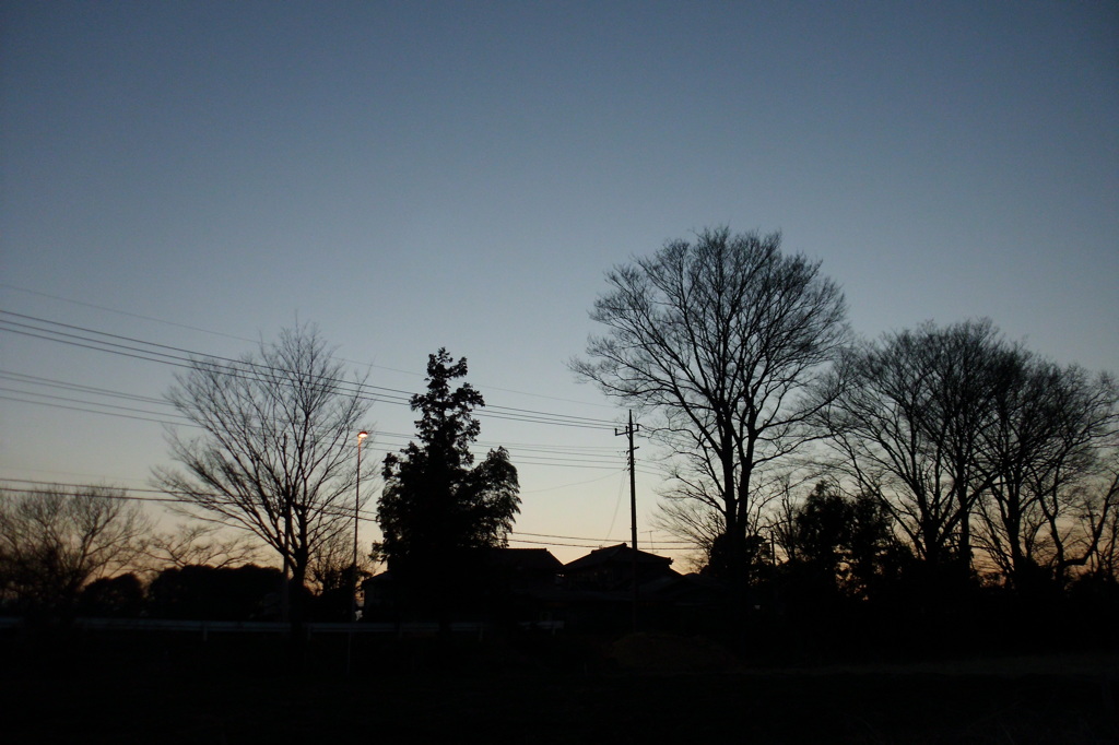 2014/03/15_夕暮れの木