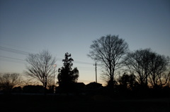 2014/03/15_夕暮れの木