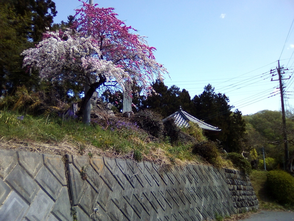 2018/04/08_花桃の郷