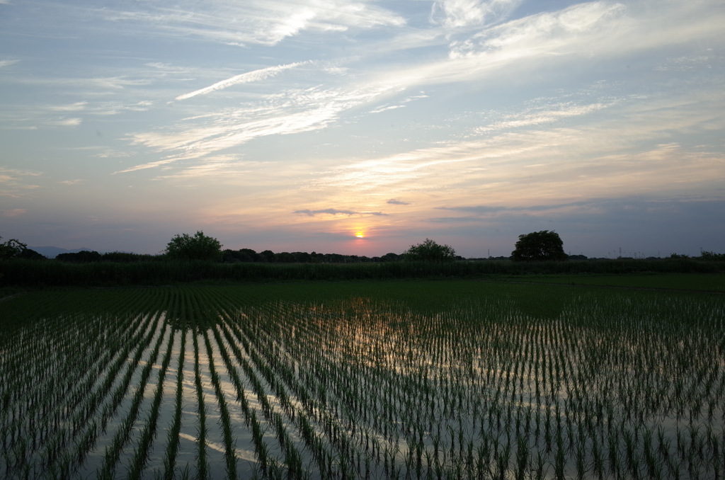 2015/05/24_水田の夕暮れ