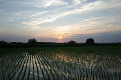 2015/05/24_水田の夕暮れ