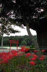 2015/09/21_神社の彼岸花