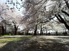 2019/04/06_氷川児童公園の桜