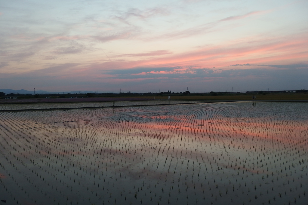 2015/05/24_水田の夕暮れ