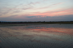 2015/05/24_水田の夕暮れ