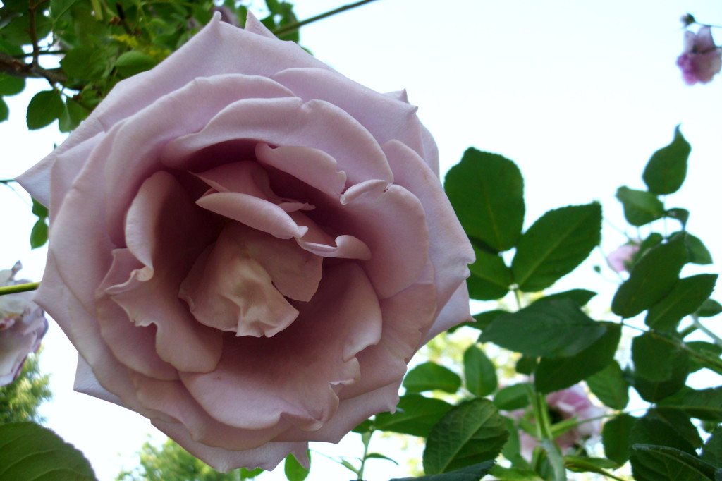 2014/05/18_平成の森公園の薔薇