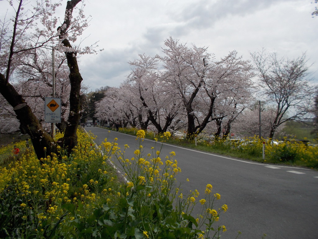 2016/04/03_城ヶ谷堤の桜と菜の花