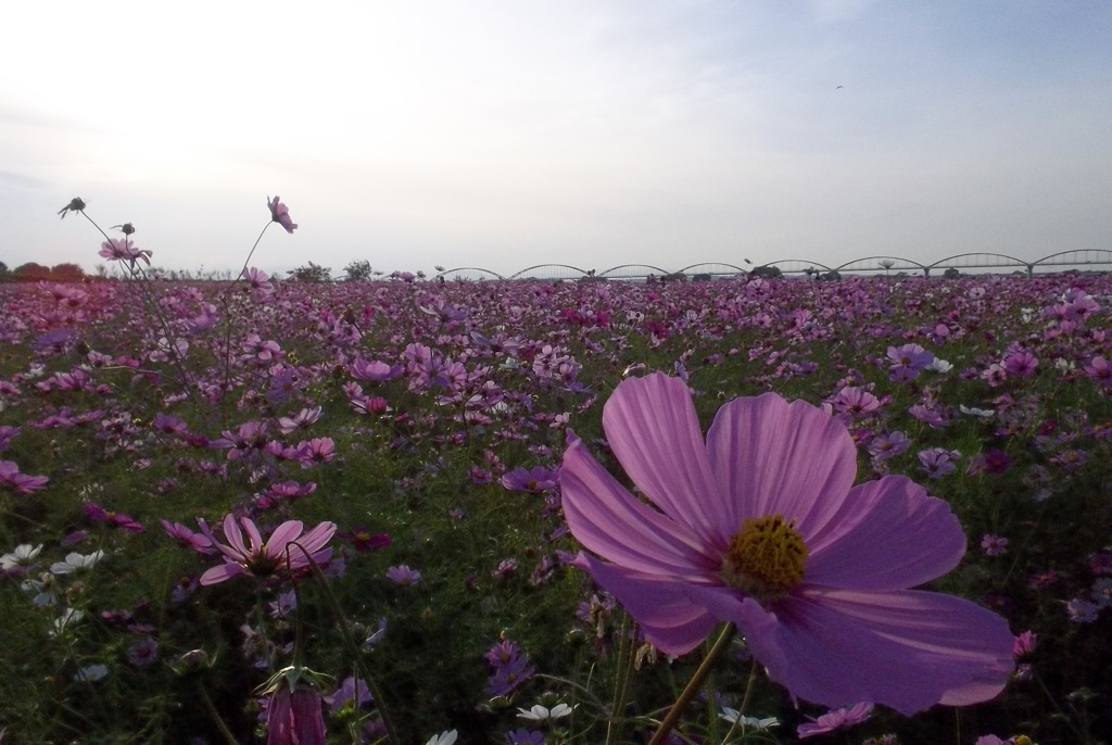 2015/11/01_吹上のコスモス畑
