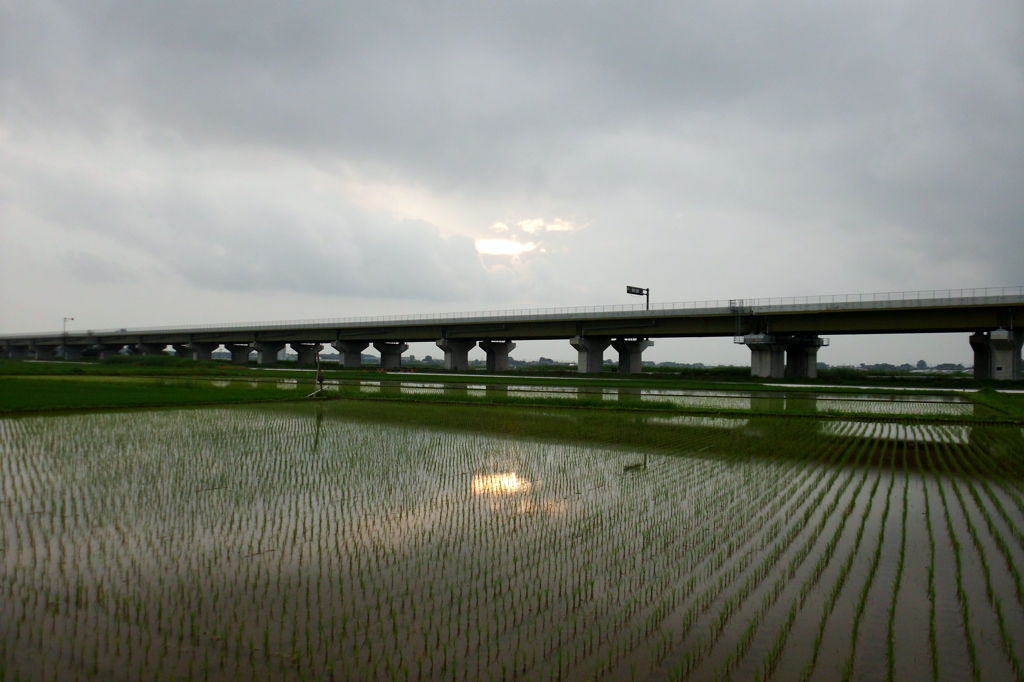 2015/07/05_水田に曇天