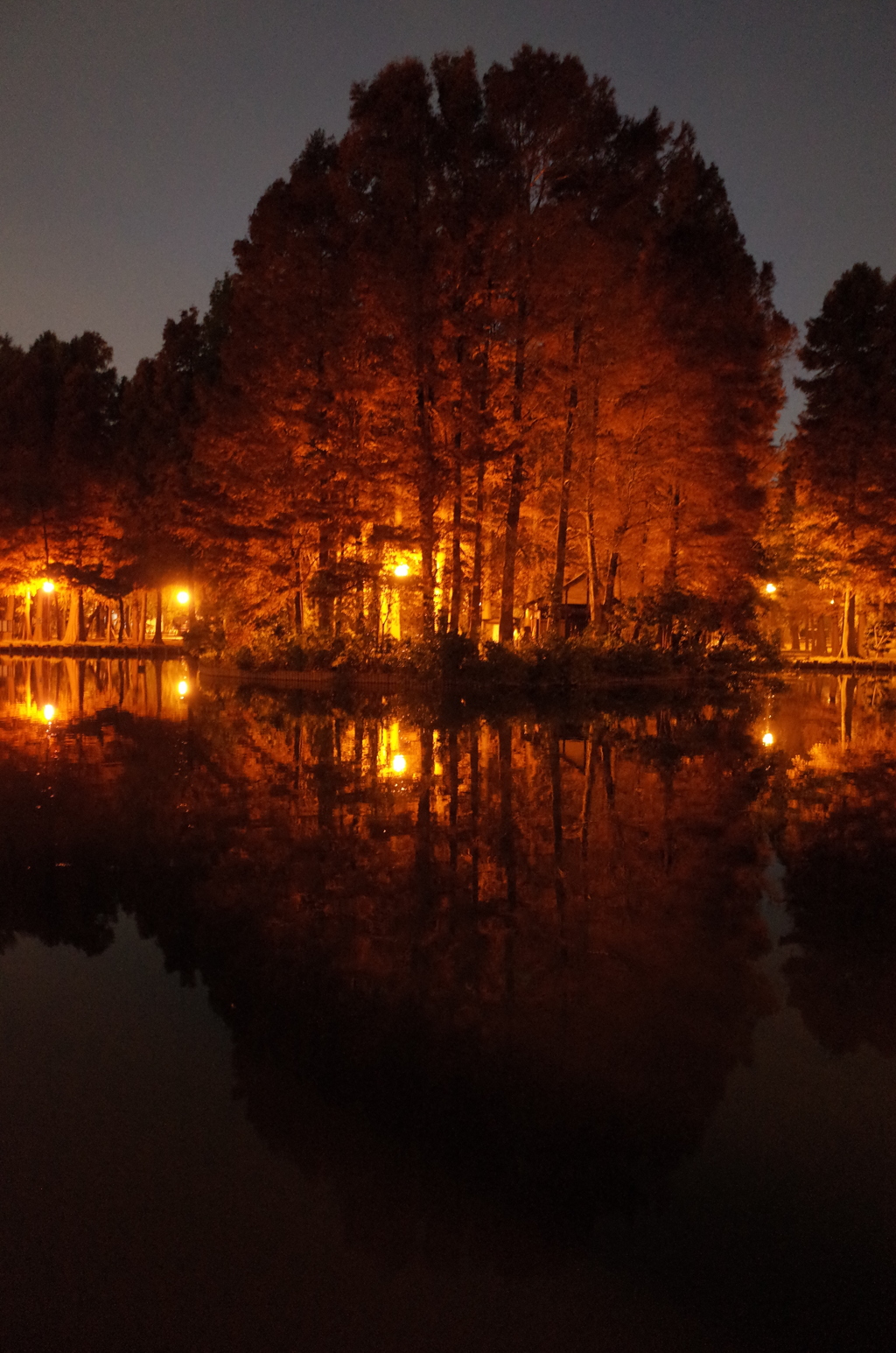 2014/11/24_夜の別所沼公園