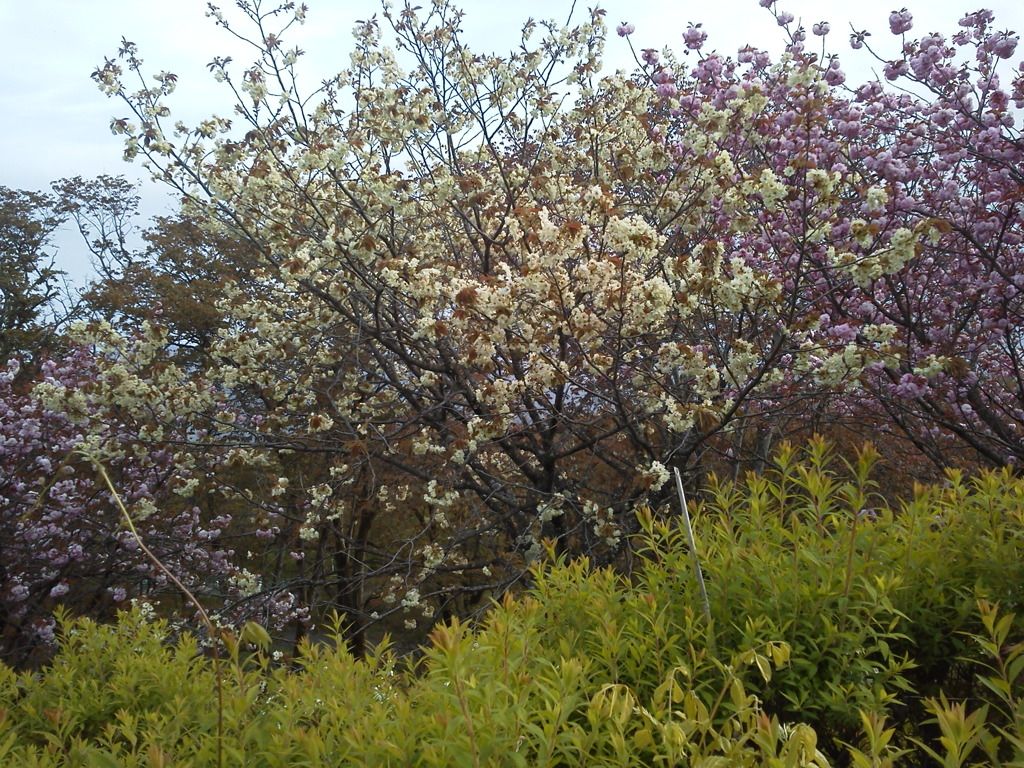 2018/04/16_美の山公園の花