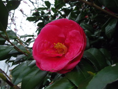2017/04/01_上平公園の花