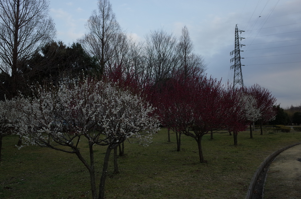 2016/02/28_花の丘農林公苑の紅白梅