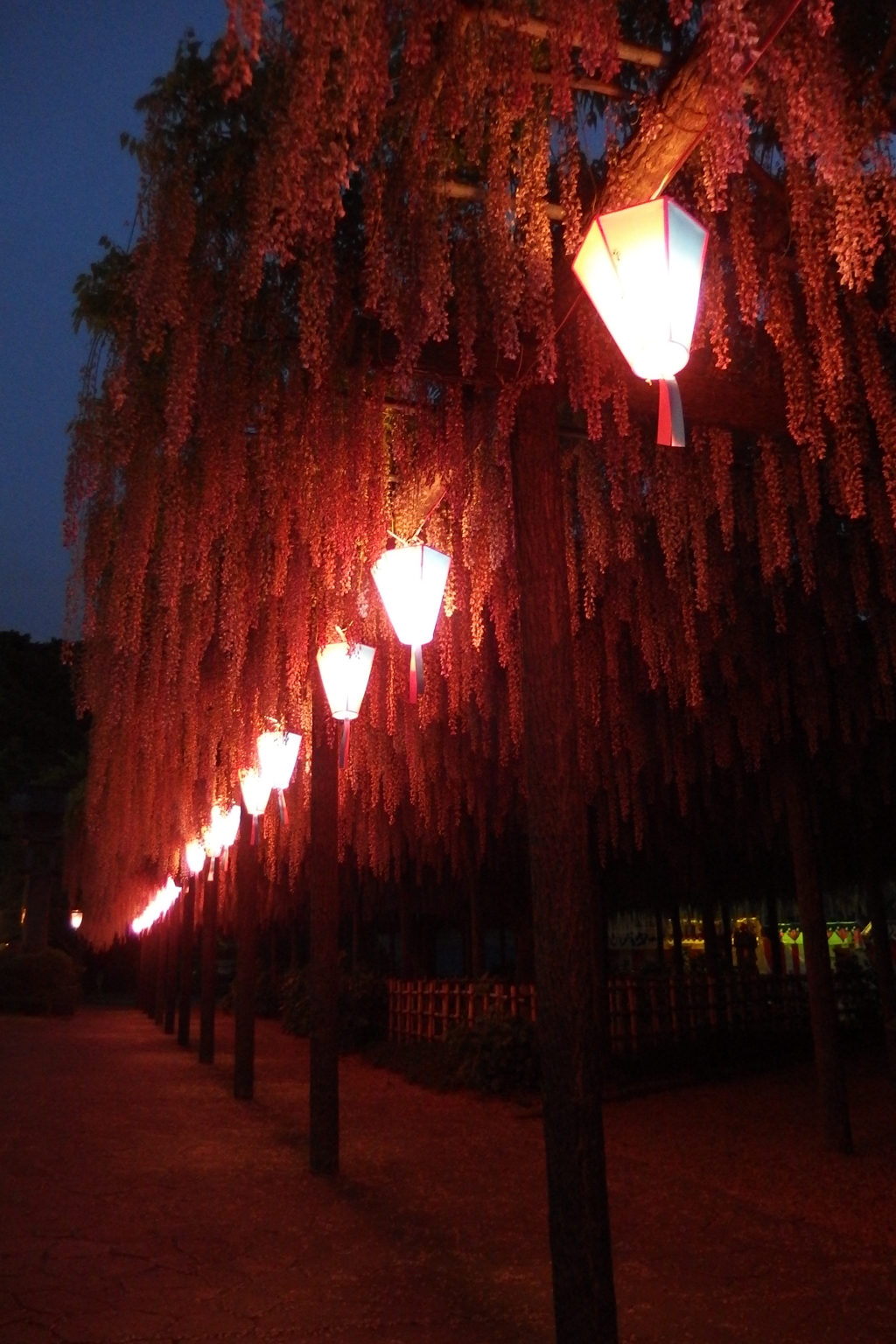 2016/05/07_玉敷公園の夜藤