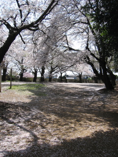 2019/04/06_氷川児童公園の桜