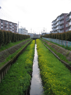 2017/04/09_芝川の菜の花