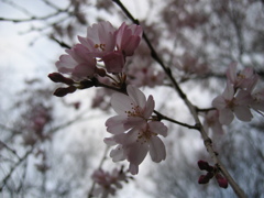 2016/03/27_高尾さくら公園のタキザクラ