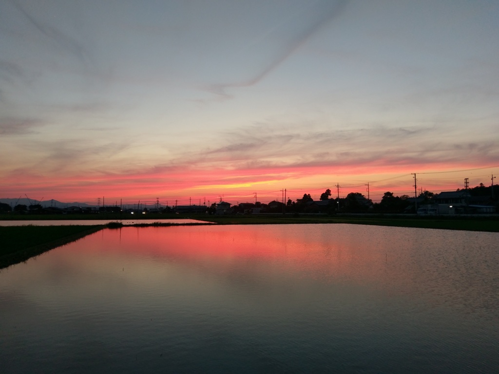 2018/06/24_水田の夕暮れ