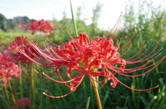 2015/09/22_彼岸花