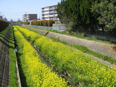 2019/04/06_芝川の菜の花
