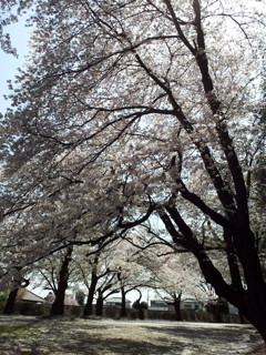 2019/04/06_氷川児童公園の桜