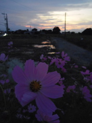 2017/09/24_コスモスと水田の夕暮れ