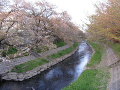 2017/04/16_元荒川の桜