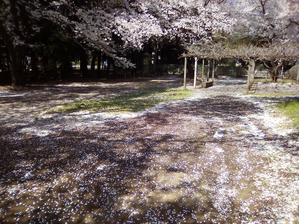 2019/04/06_氷川児童公園の桜