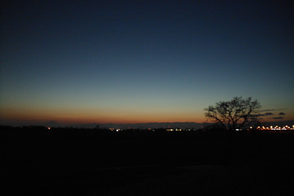 2014/01/12_夕暮れの木