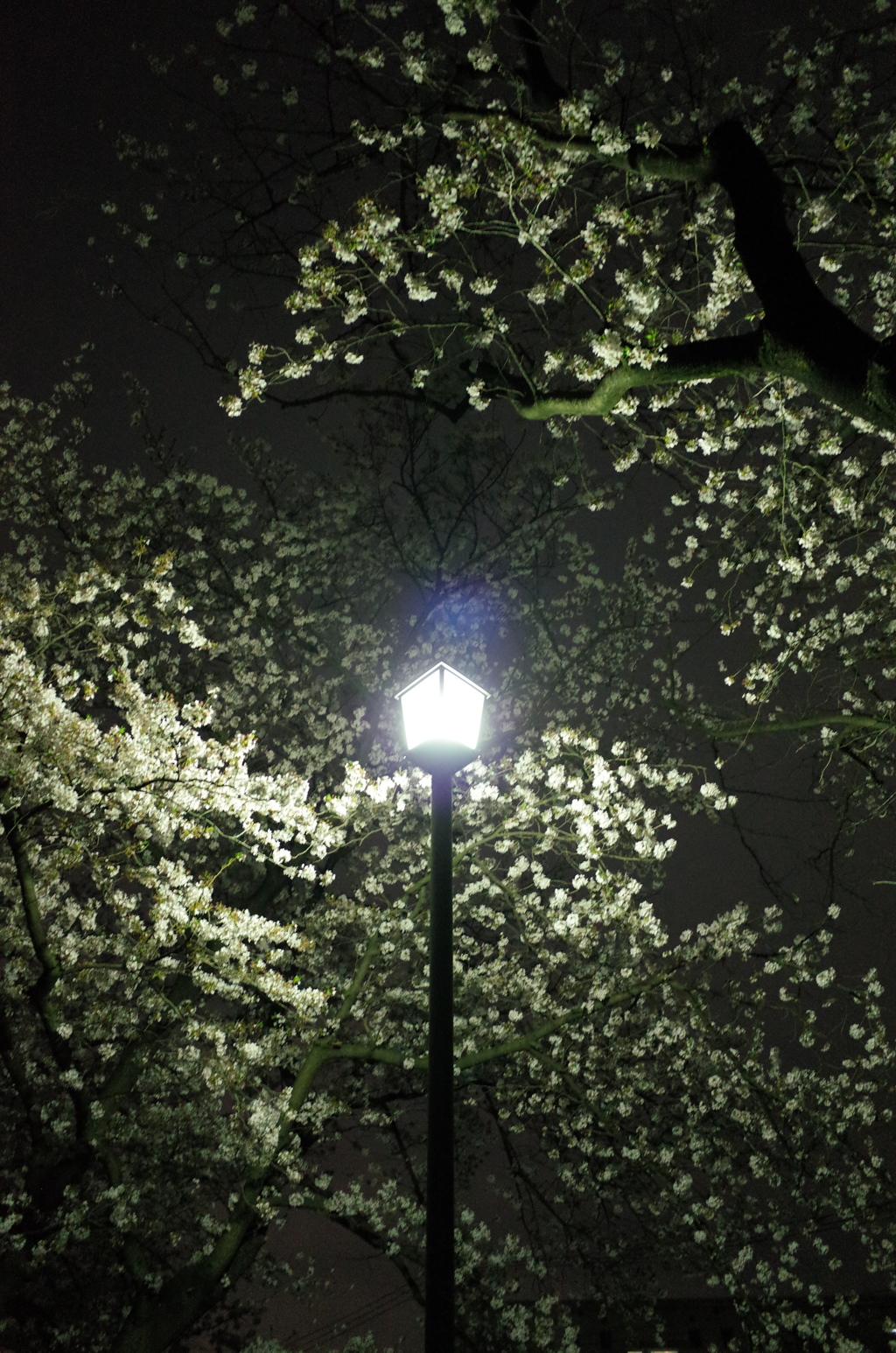 2015/04/05_上尾市文化センターの夜桜