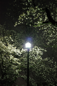2015/04/05_上尾市文化センターの夜桜