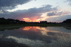 2015/06/06_水田の夕暮れ