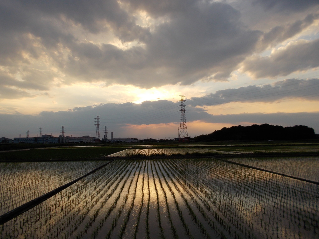 2017/06/10_水田の夕暮れ