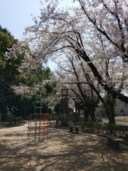 2019/04/06_氷川児童公園の桜