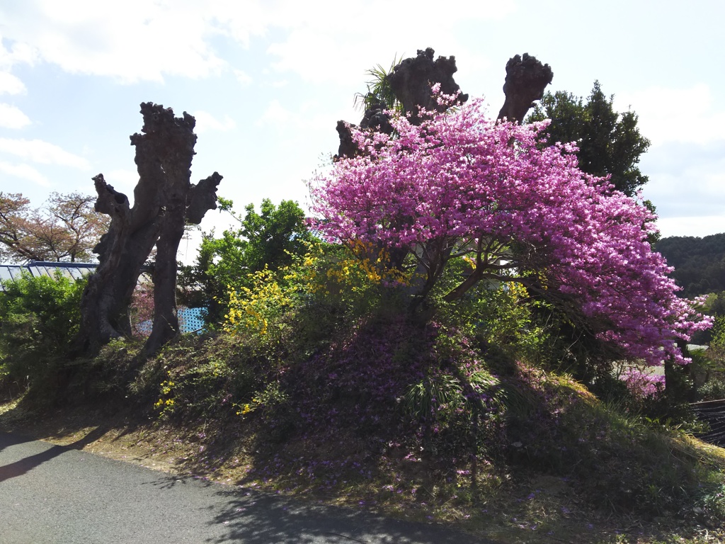 2018/04/08_花桃の郷