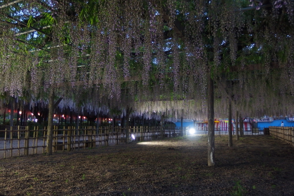 2016/05/07_玉敷公園の夕暮れ藤