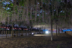 2016/05/07_玉敷公園の夕暮れ藤