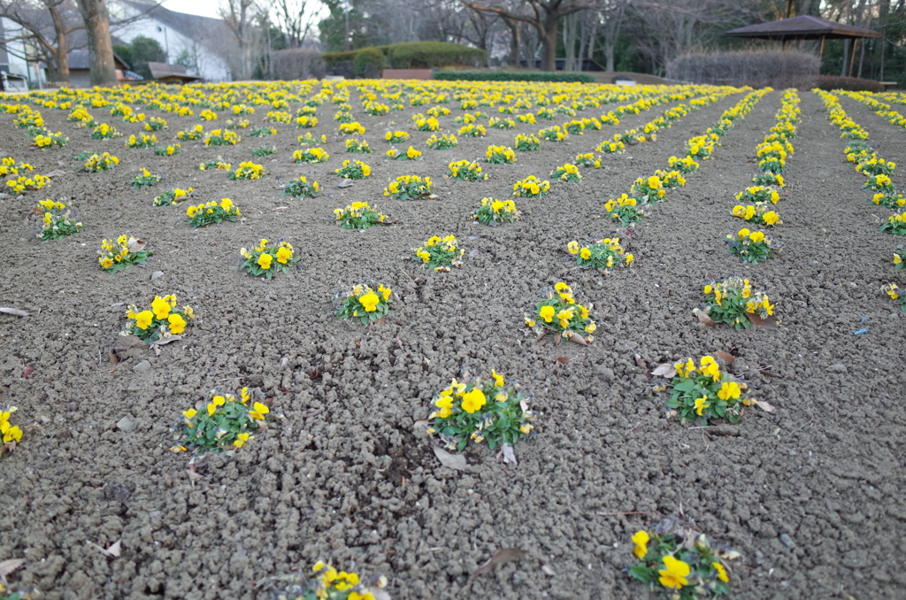 2015/02/15_花の丘農林公苑