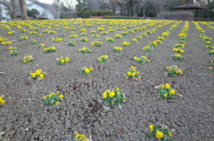 2015/02/15_花の丘農林公苑