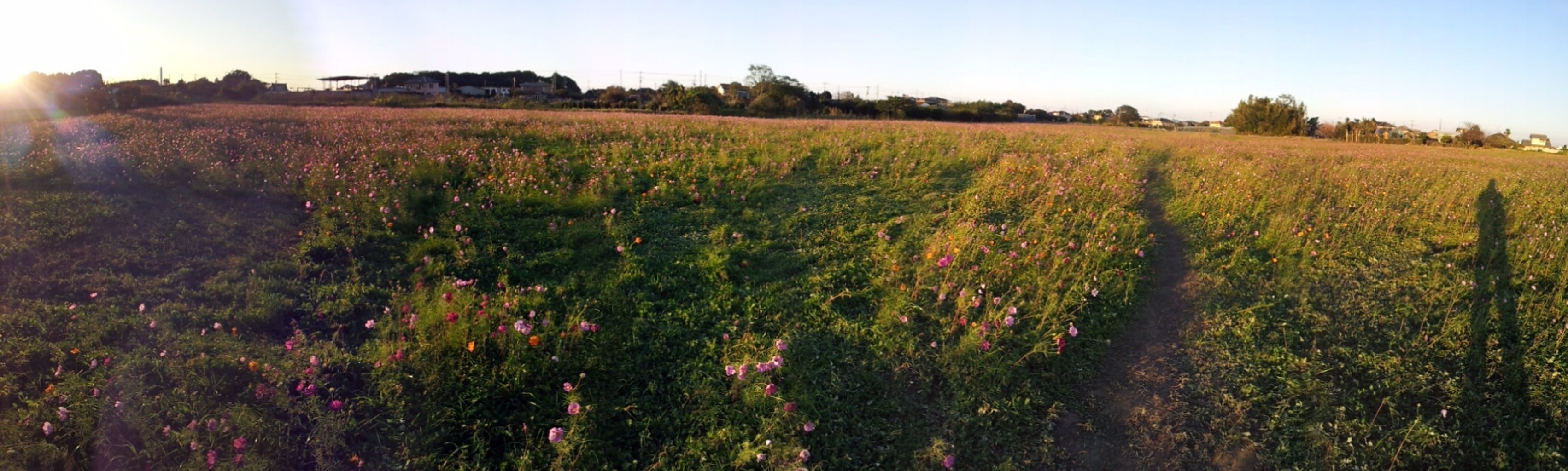 2015/10/25_夕暮れの蓮田駒崎コスモス畑