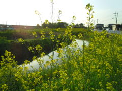 2017/04/16_元荒川の菜の花